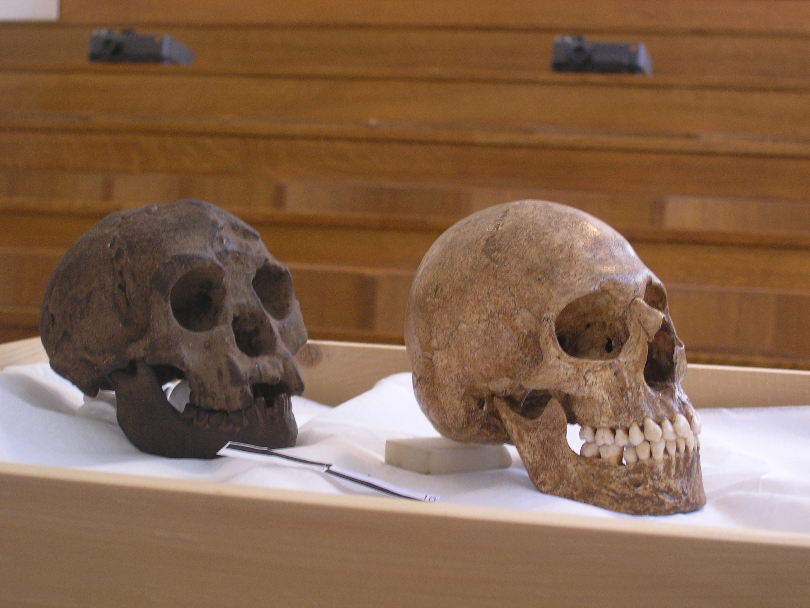 homosapiens