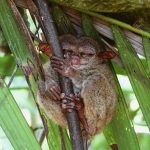 bohol-gdaabe9288_1280