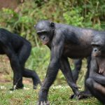 bonobo-g9866eea69_1280