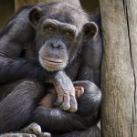 chimpanzee-g085c3cbf0_1280