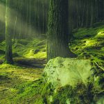 forest-ga606d29c2_1280