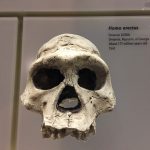 homo-erectus-g0914b890e_1280